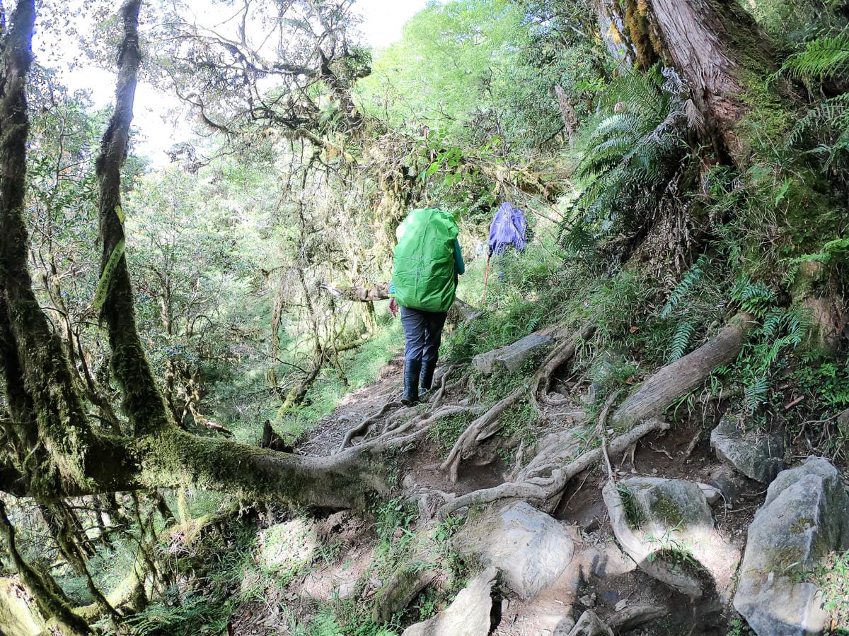 宜蘭加羅湖 加太縱走兩日露營太平山 倒木跨到飽會吃鞋的泥沼(上