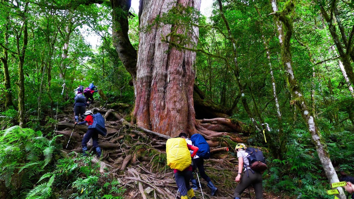 宜蘭加羅湖 加太縱走兩日露營太平山 倒木跨到飽會吃鞋的泥沼(上