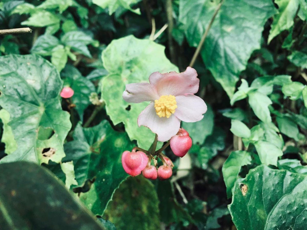 小觀音山群峰中O縱走 小觀音西峰 西西峰 清風崙 下切溪谷前進大屯溪 - 第33張圖 小觀音山步道群峰連峰中O縱走