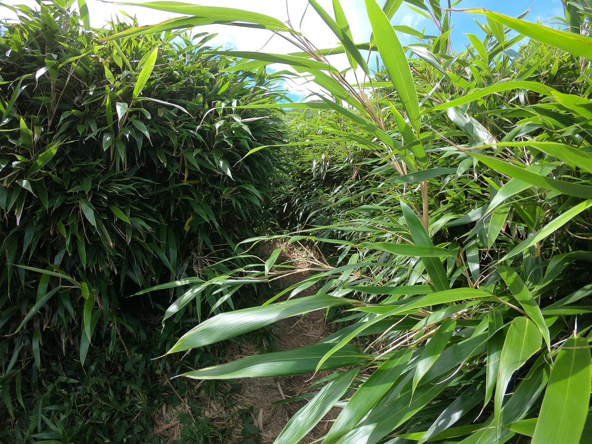 小觀音山群峰中O縱走 小觀音西峰 西西峰 清風崙 下切溪谷前進大屯溪 - 第6張圖 小觀音山群峰中O縱走 小觀音西峰 西西峰 清風崙 下切溪谷前進大屯溪