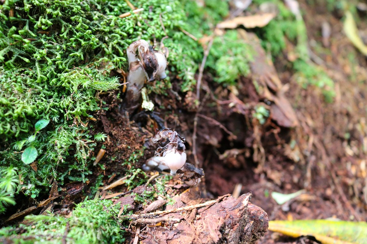 塔曼山登山步道 新北第一高峰拉拉山隔壁 氣氛滿點魔幻森林