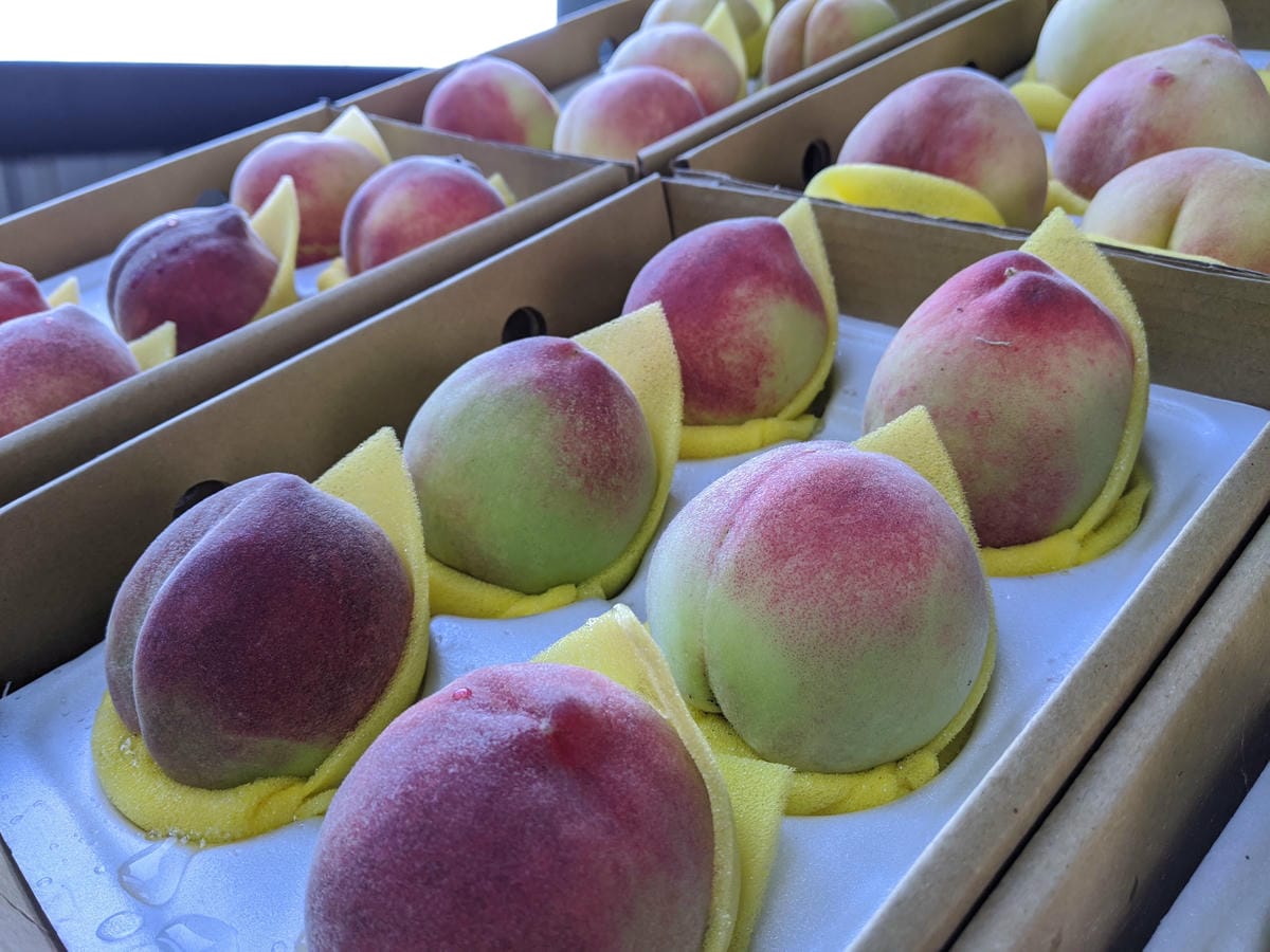 水蜜桃拉拉山復興鄉