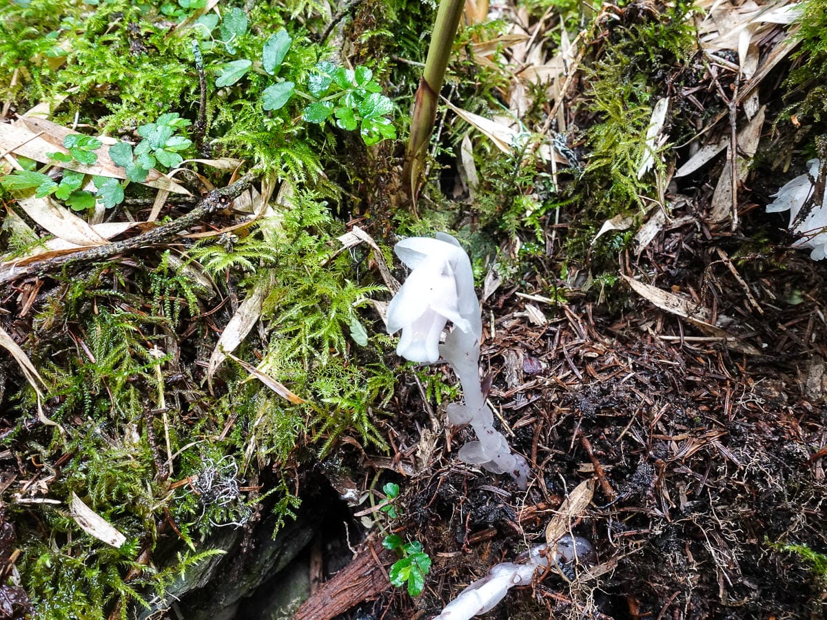 跟老蝦走合歡山兩天一夜 合歡主東峰合歡尖石門山看日出加小奇萊 (下