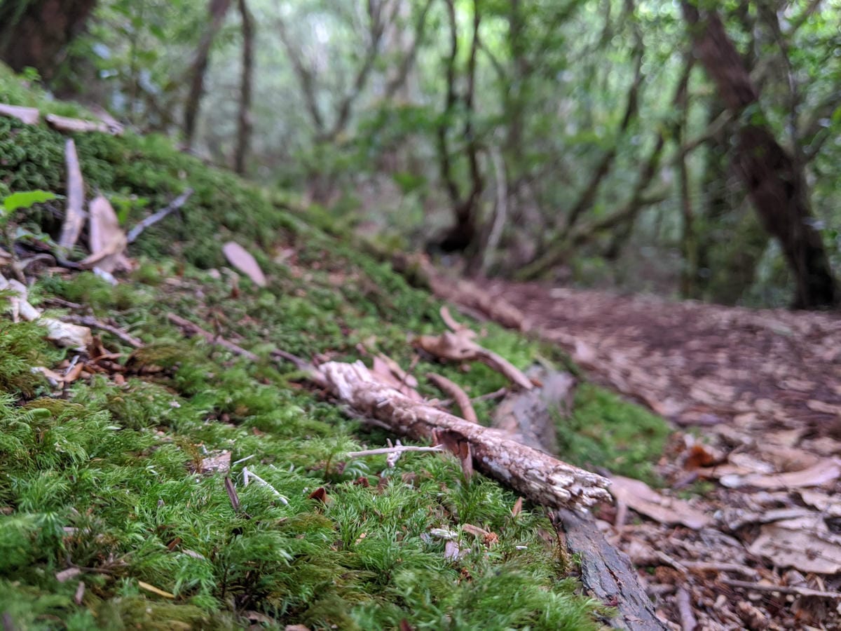 水蜜桃拉拉山復興鄉