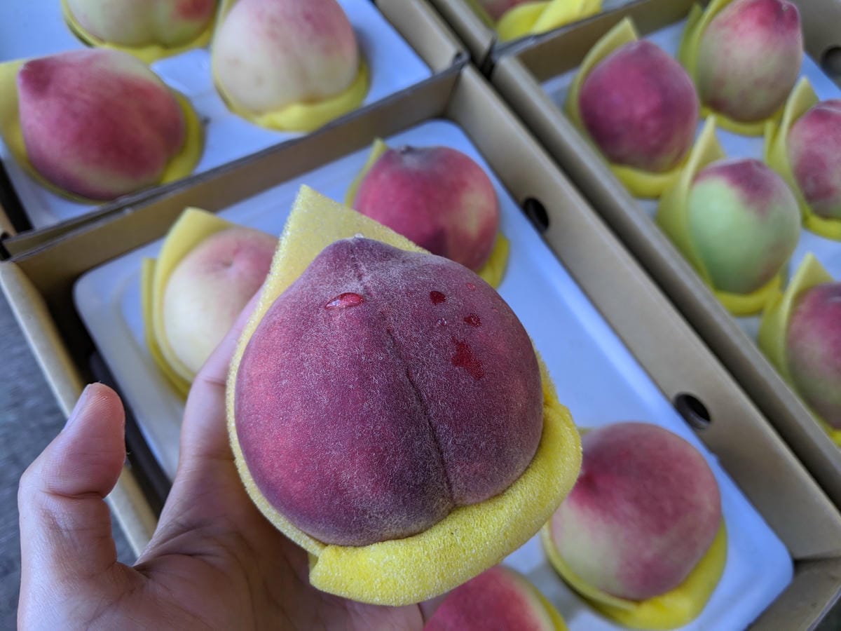 水蜜桃拉拉山復興鄉