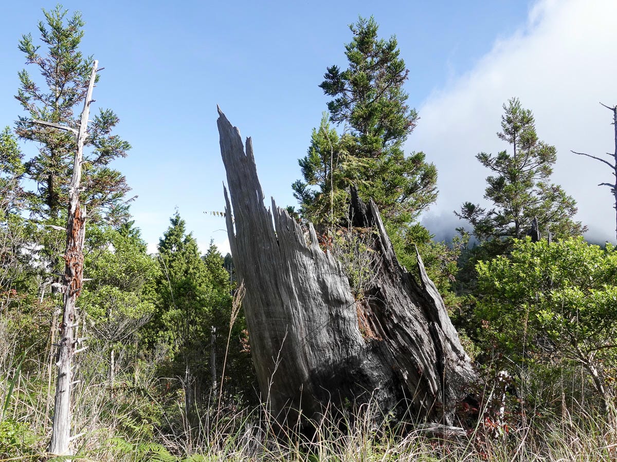 宜蘭加羅湖 加太縱走兩日露營太平山 倒木跨到飽會吃鞋的泥沼(中