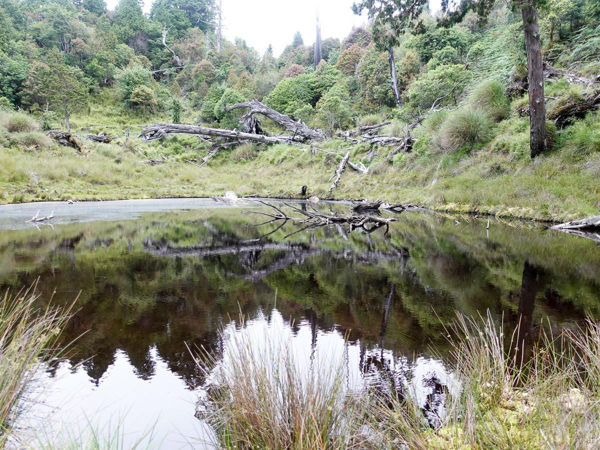 宜蘭加羅湖 加太縱走兩日露營太平山 倒木跨到飽會吃鞋的泥沼(中