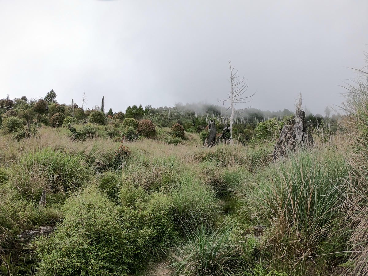 宜蘭加羅湖 加太縱走兩日露營太平山 倒木跨到飽會吃鞋的泥沼(中