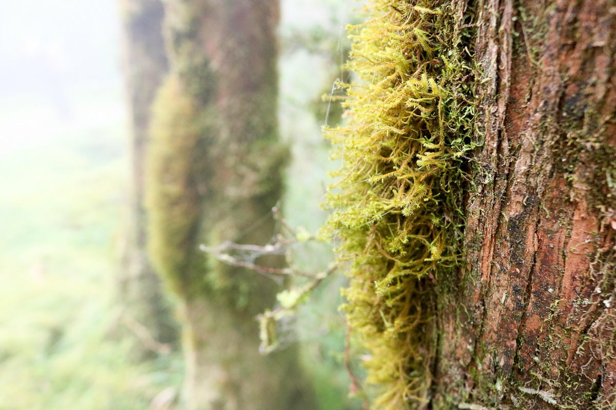 宜蘭太平山翠峰山屋 大自然五星級飯店翠峰湖畔最棒旅館