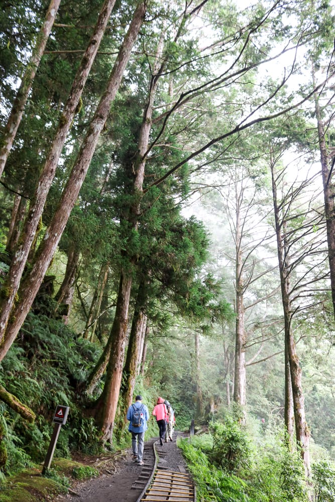 太平山翠峰湖兩日夜宿翠峰山屋 全球最美見晴懷古與山毛櫸步道