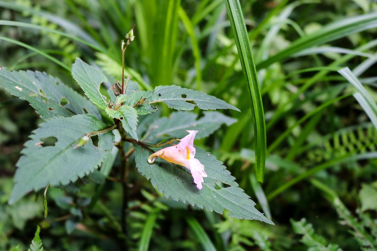 太平山翠峰湖兩日夜宿翠峰山屋 全球最美見晴懷古與山毛櫸步道
