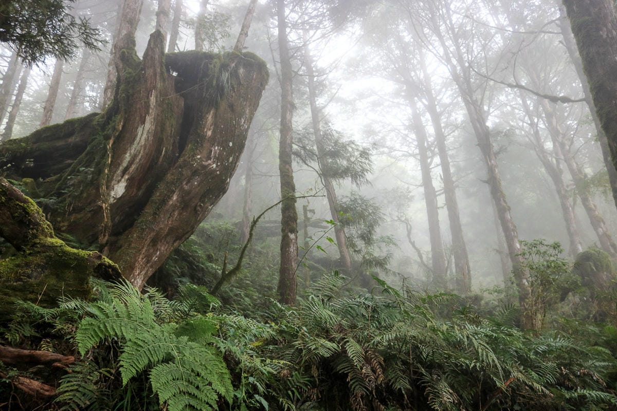 太平山翠峰湖兩日夜宿翠峰山屋 全球最美見晴懷古與山毛櫸步道