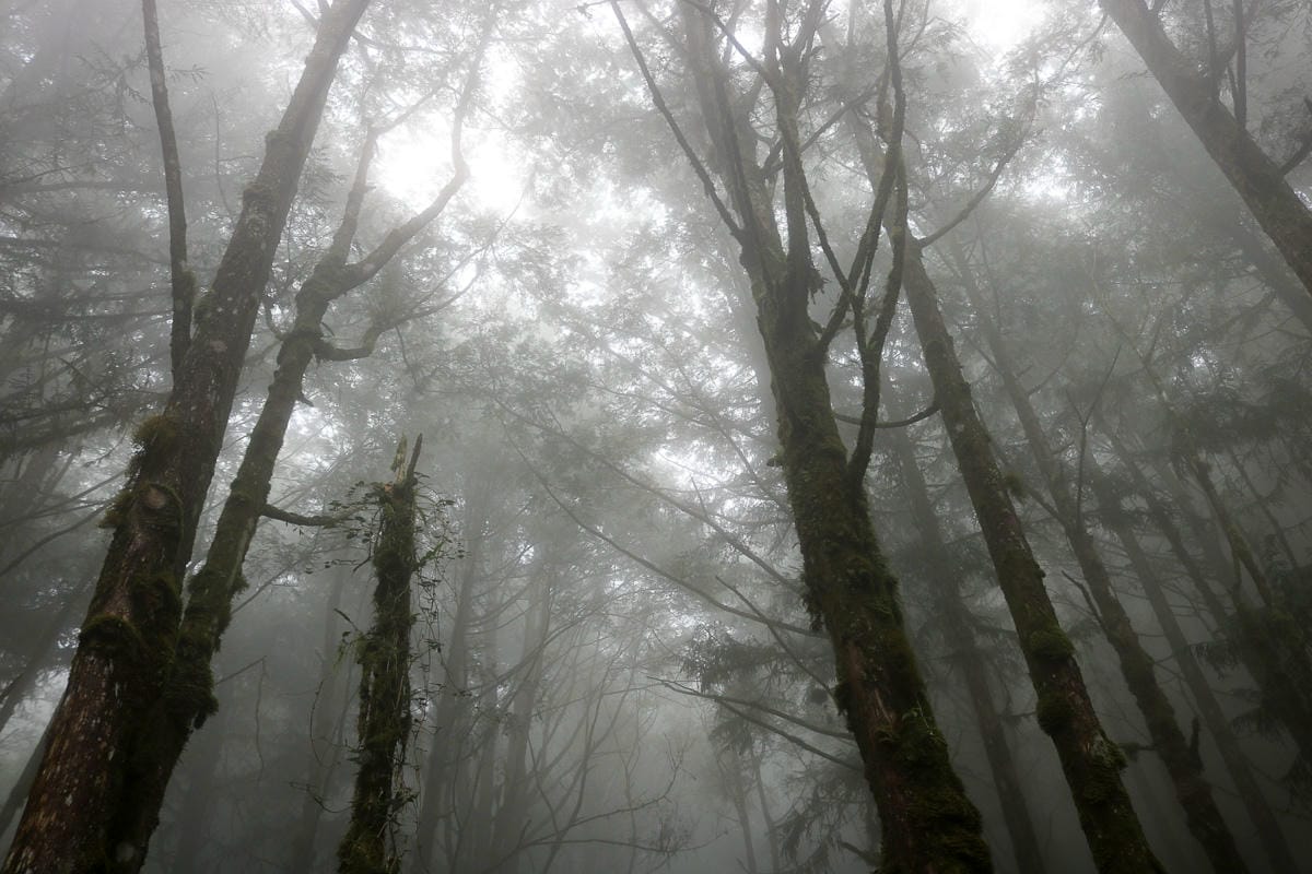 太平山翠峰湖兩日夜宿翠峰山屋 全球最美見晴懷古與山毛櫸步道