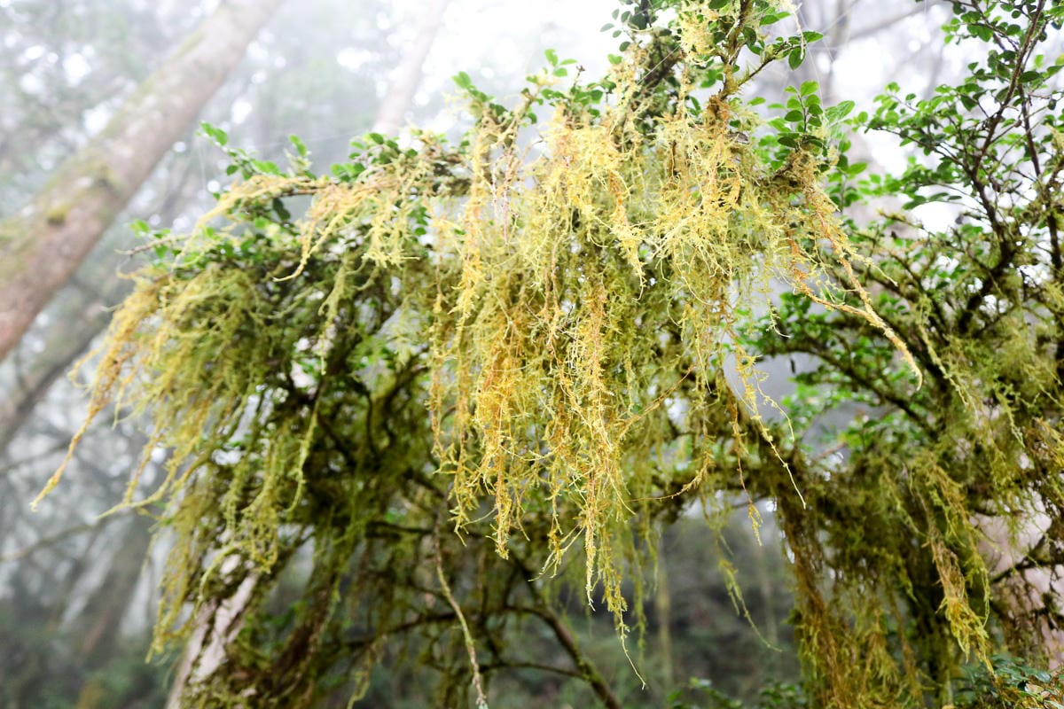 太平山翠峰湖兩日夜宿翠峰山屋 全球最美見晴懷古與山毛櫸步道