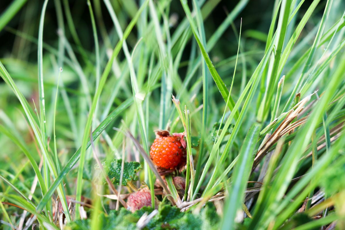 太平山翠峰湖兩日夜宿翠峰山屋 全球最美見晴懷古與山毛櫸步道