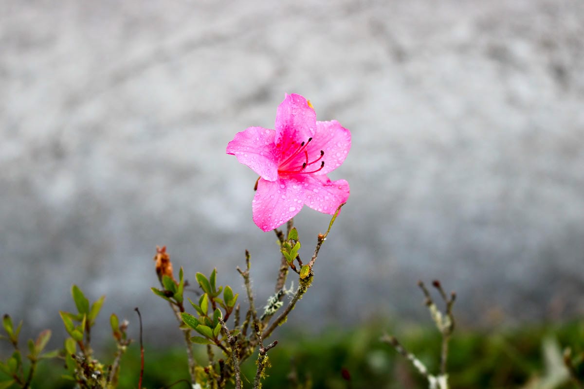 太平山翠峰湖兩日夜宿翠峰山屋 全球最美見晴懷古與山毛櫸步道