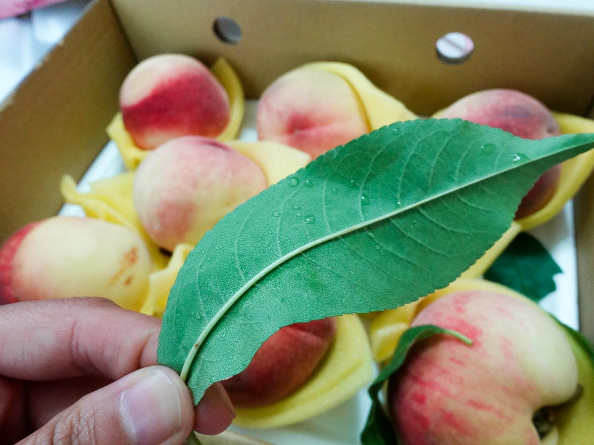 復興鄉拉拉山水蜜桃好吃到流湯 現採免運老蝦開團