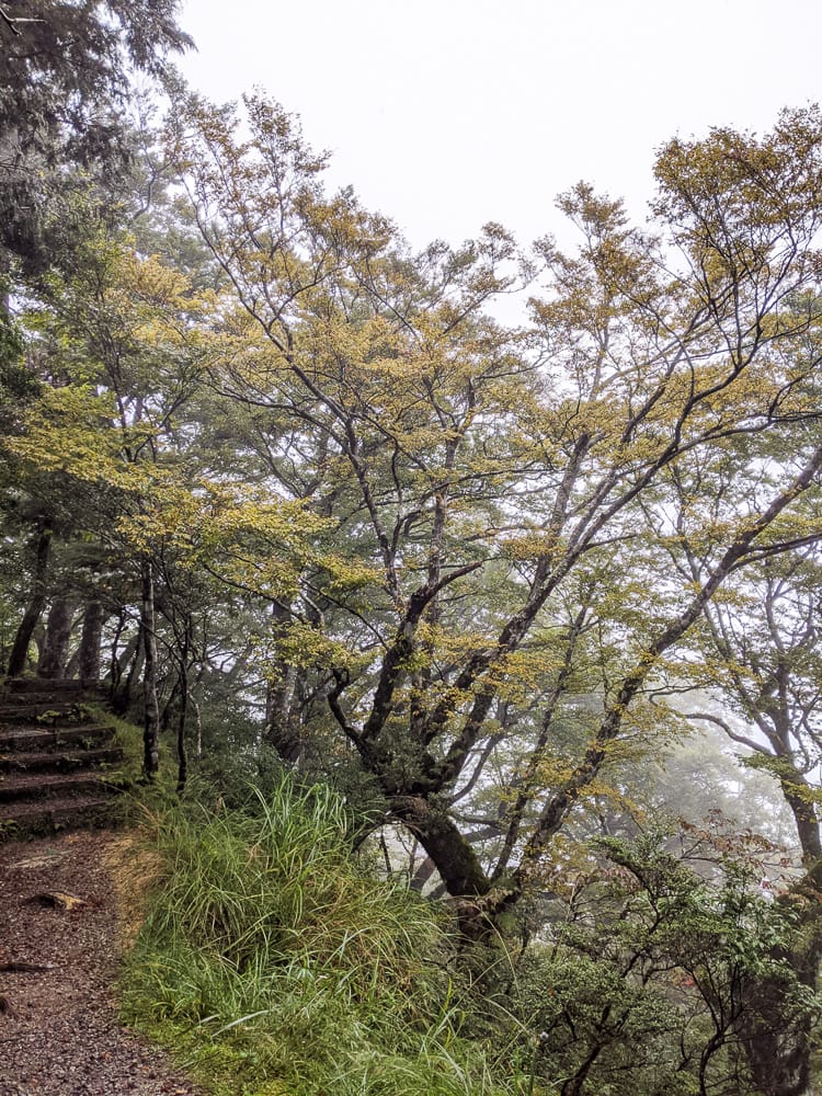 太平山翠峰湖兩日夜宿翠峰山屋 全球最美見晴懷古與山毛櫸步道