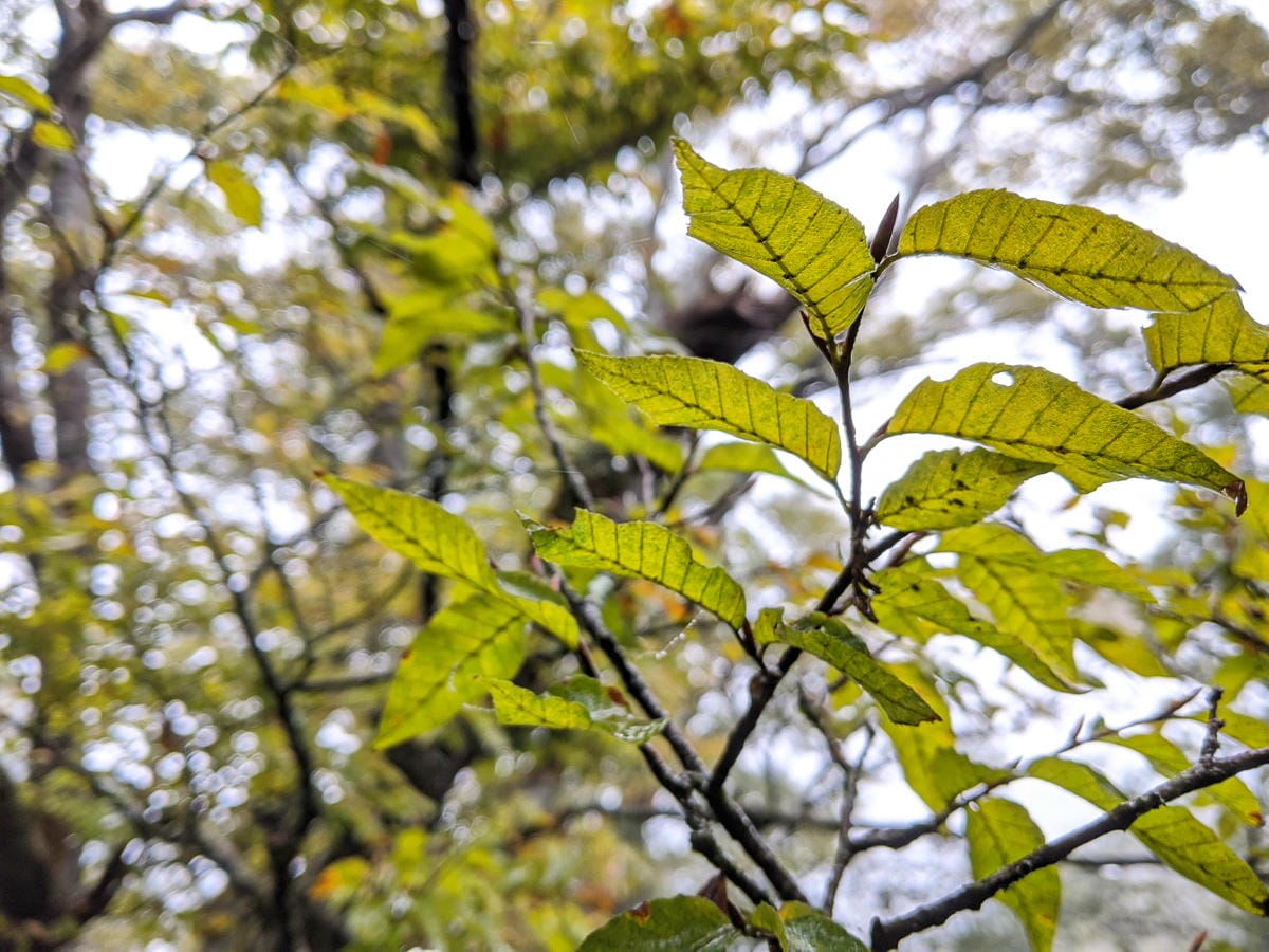 太平山翠峰湖兩日夜宿翠峰山屋 全球最美見晴懷古與山毛櫸步道