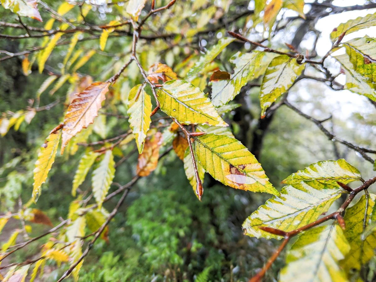 太平山翠峰湖兩日夜宿翠峰山屋 全球最美見晴懷古與山毛櫸步道