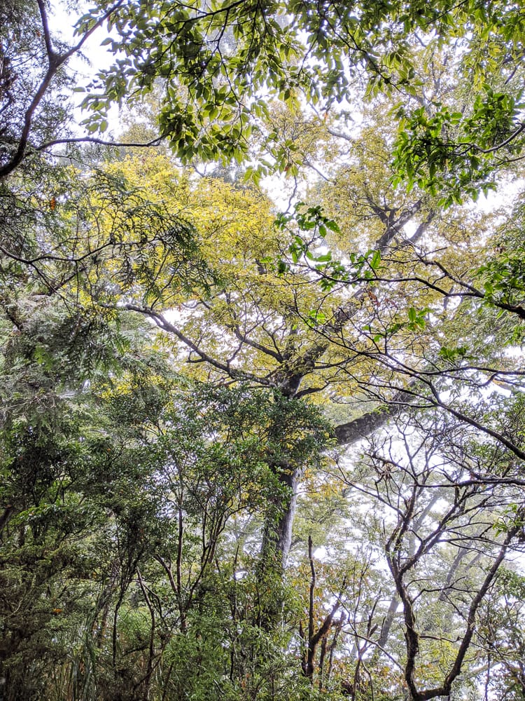 太平山翠峰湖兩日夜宿翠峰山屋 全球最美見晴懷古與山毛櫸步道