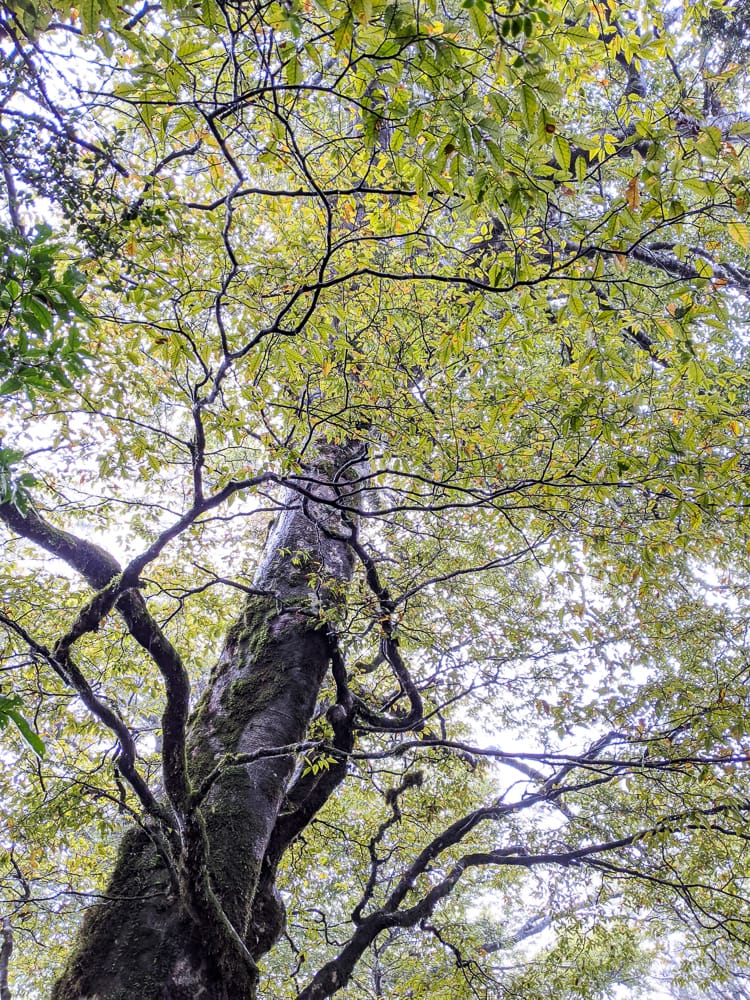 太平山翠峰湖兩日夜宿翠峰山屋 全球最美見晴懷古與山毛櫸步道
