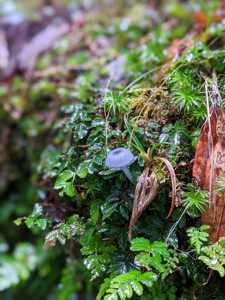 太平山翠峰湖兩日夜宿翠峰山屋 全球最美見晴懷古與山毛櫸步道