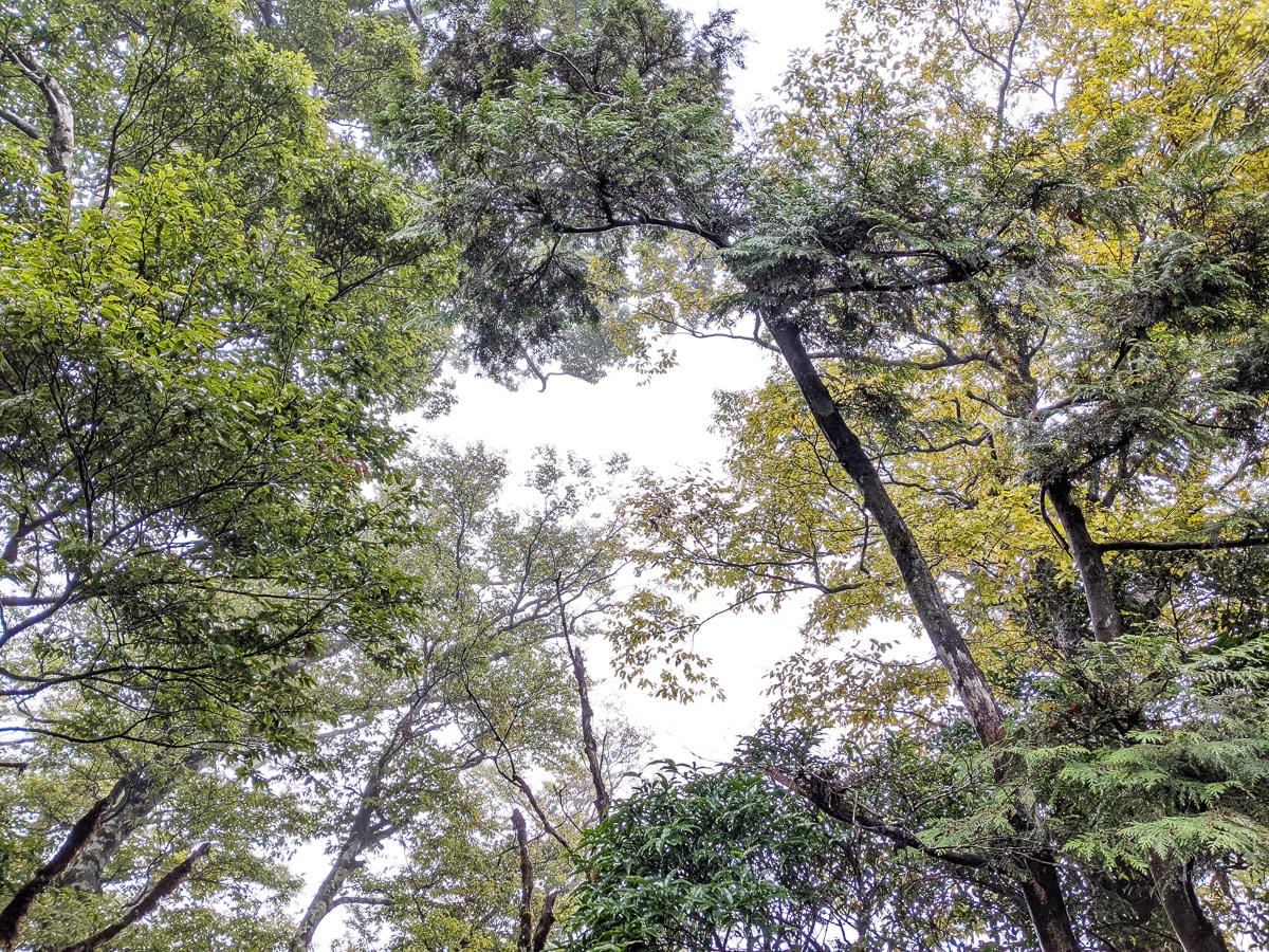 太平山翠峰湖兩日夜宿翠峰山屋 全球最美見晴懷古與山毛櫸步道
