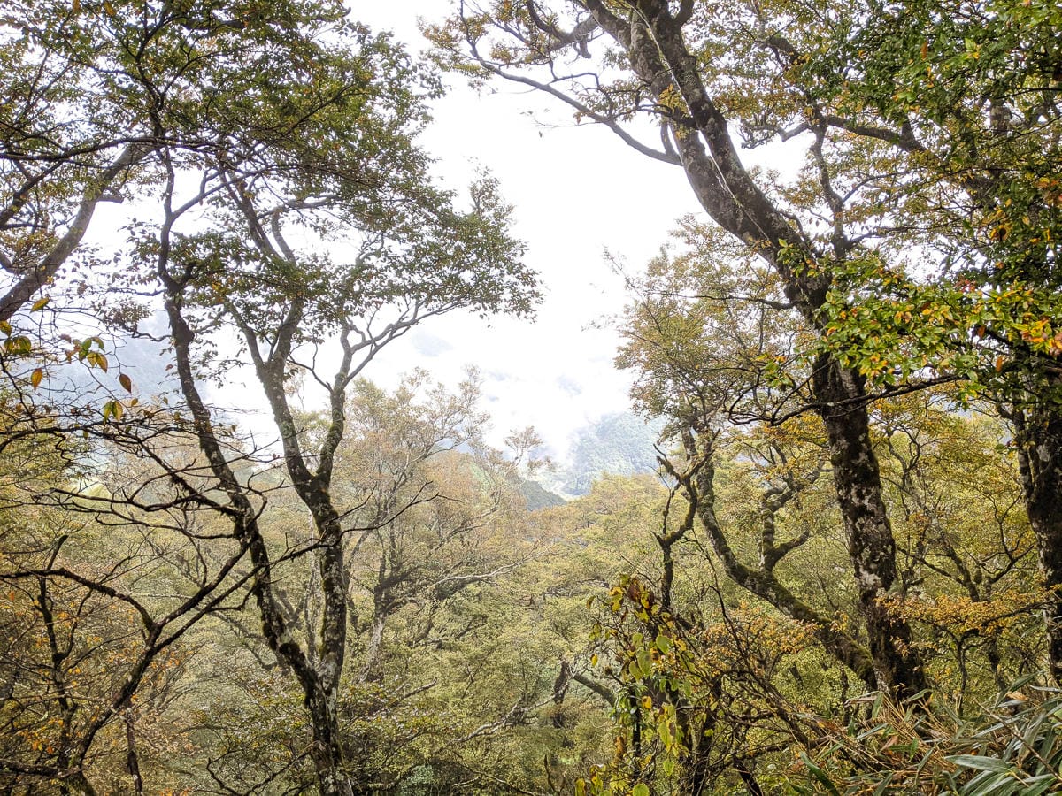 太平山翠峰湖兩日夜宿翠峰山屋 全球最美見晴懷古與山毛櫸步道