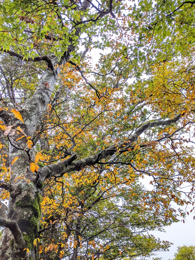 太平山翠峰湖兩日夜宿翠峰山屋 全球最美見晴懷古與山毛櫸步道