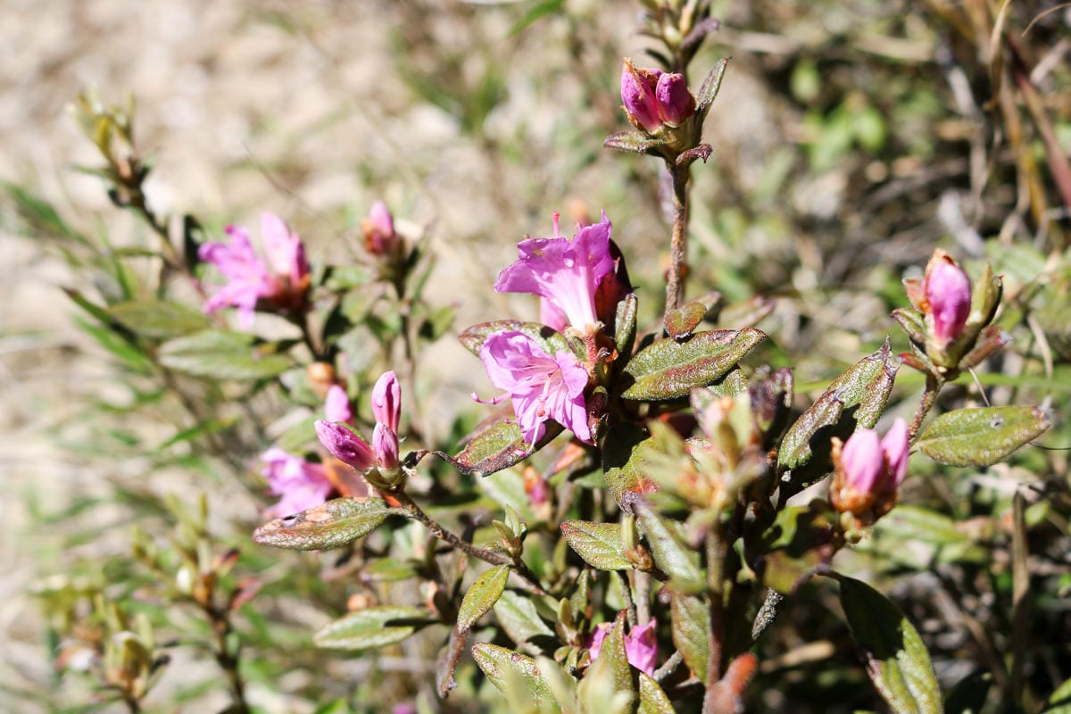 合歡山高山花卉對照表 玉山雪山高海拔植物辨識圖