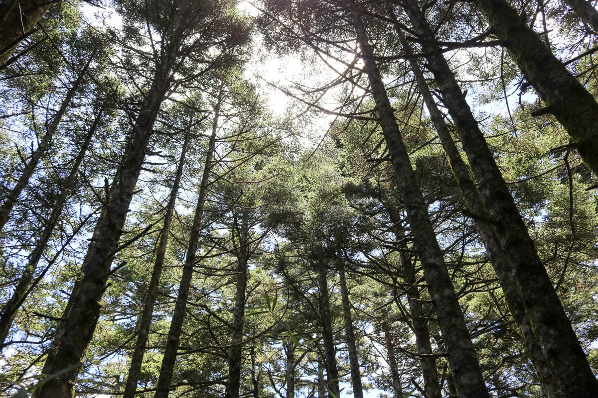 北部百岳練習場 從步道開始在不同海拔狀態登山鍛鍊體力 - 第11張圖 北部百岳練習場 從步道開始在不同海拔狀態登山鍛鍊體力