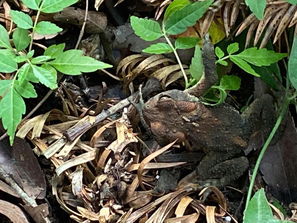 不要小看郡大山 新手百岳八秀之雲海無限好 郡大林道搭車有技巧