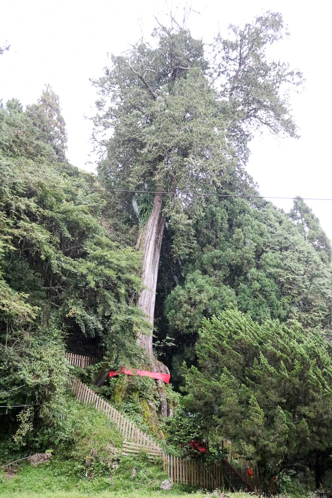 不要小看郡大山 新手百岳八秀之雲海無限好 郡大林道搭車有技巧