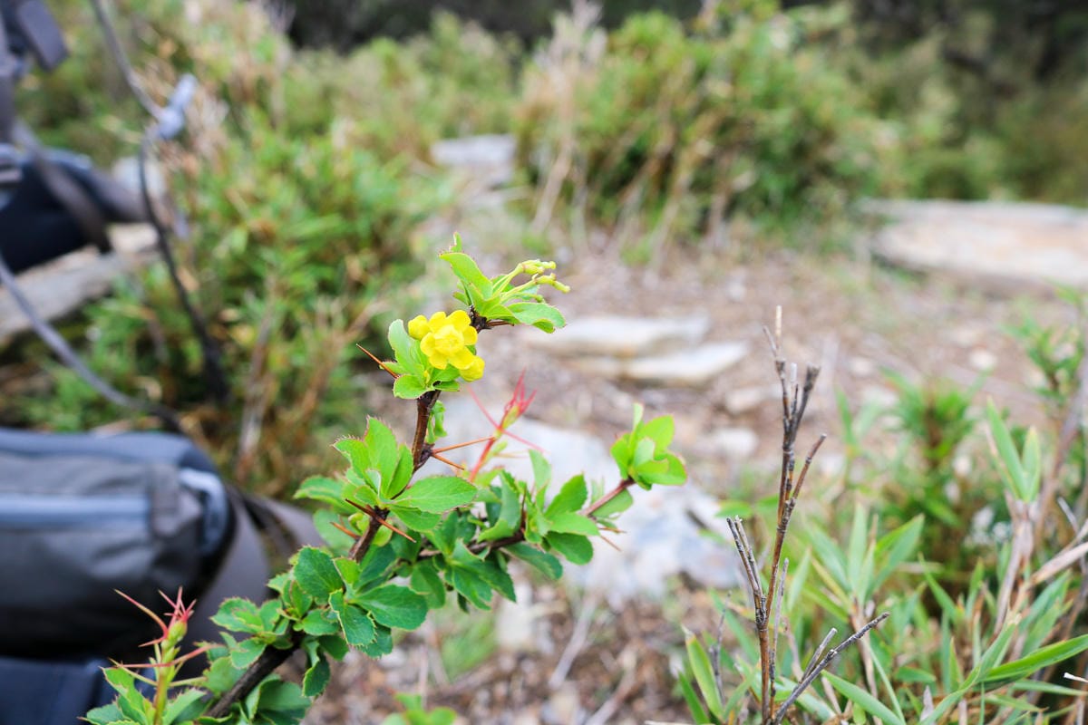 不要小看郡大山 新手百岳八秀之雲海無限好 郡大林道搭車有技巧