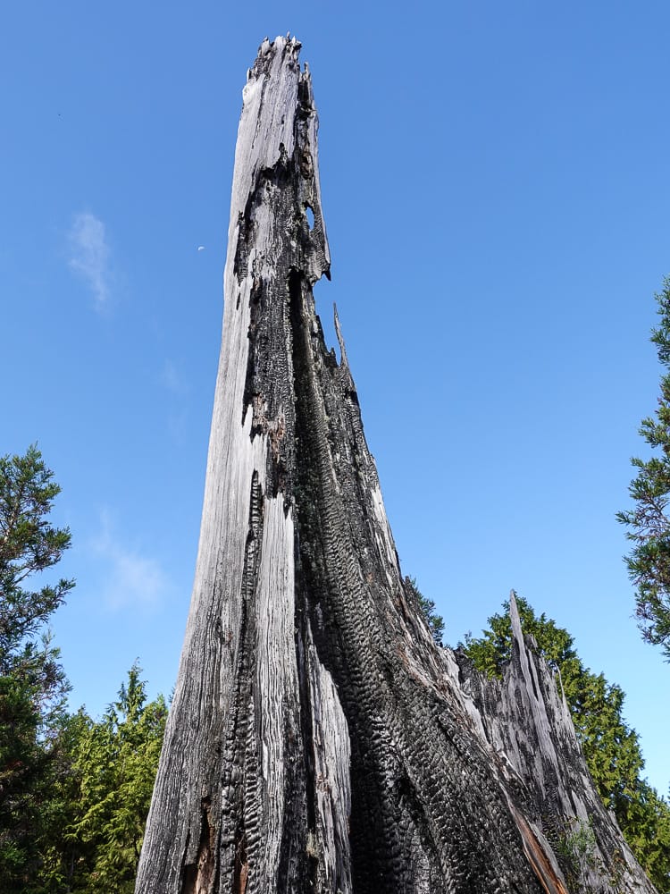 宜蘭加羅湖 加太縱走兩日露營太平山 倒木跨到飽會吃鞋的泥沼(下