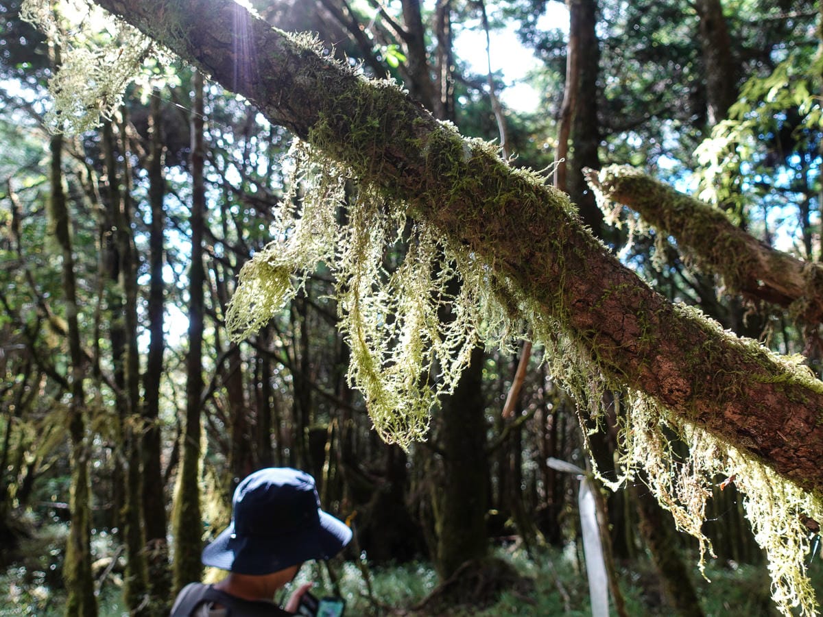 宜蘭加羅湖 加太縱走兩日露營太平山 倒木跨到飽會吃鞋的泥沼(下