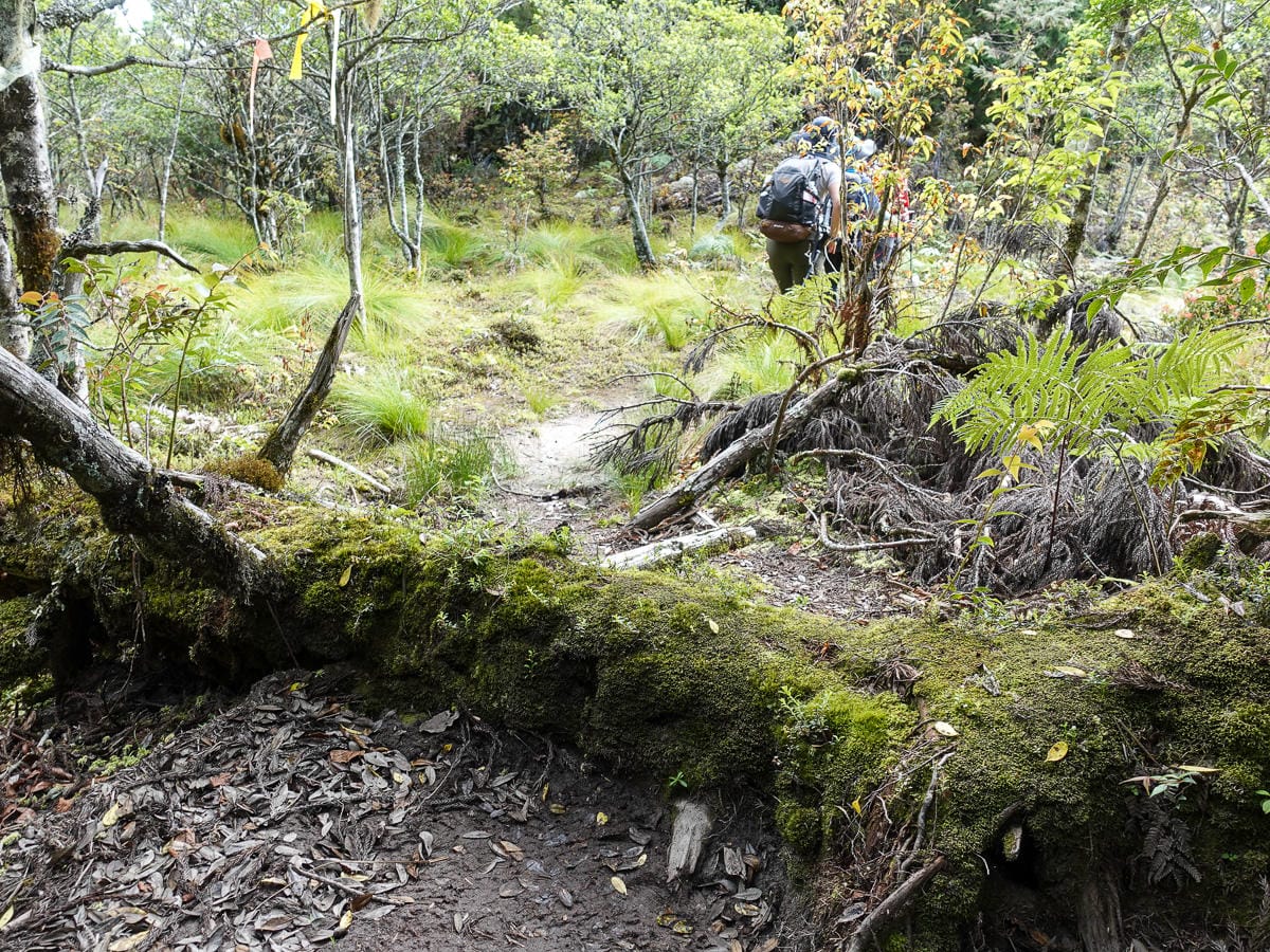 宜蘭加羅湖 加太縱走兩日露營太平山 倒木跨到飽會吃鞋的泥沼(下