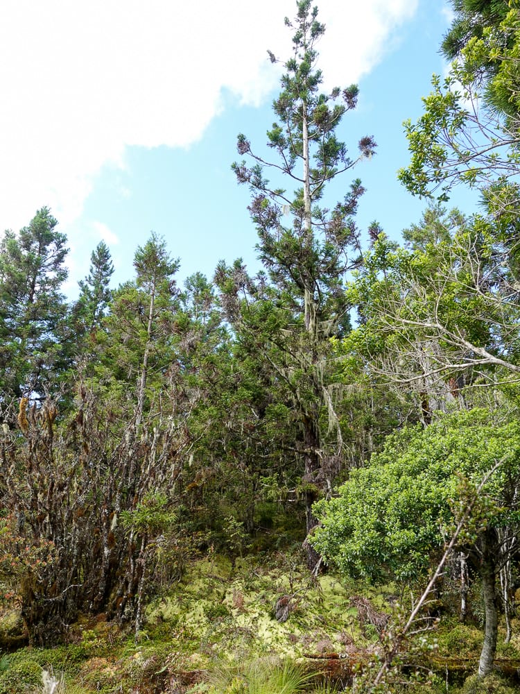 宜蘭加羅湖 加太縱走兩日露營太平山 倒木跨到飽會吃鞋的泥沼(下