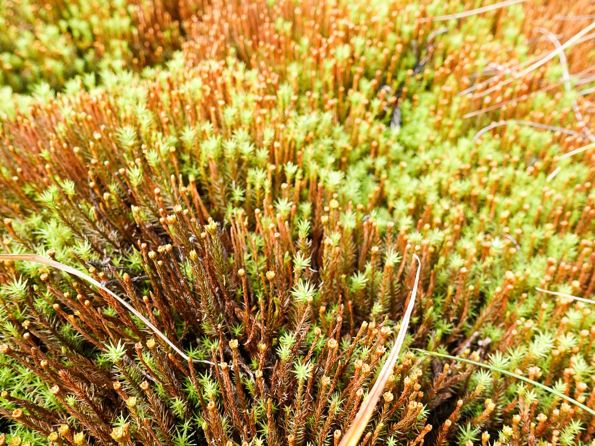 宜蘭加羅湖 加太縱走兩日露營太平山 倒木跨到飽會吃鞋的泥沼(下
