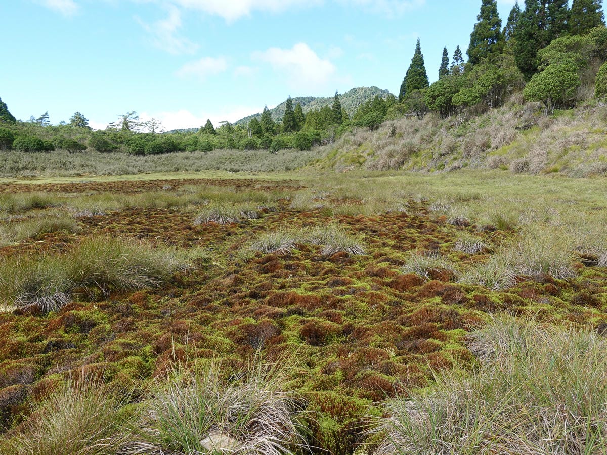 宜蘭加羅湖 加太縱走兩日露營太平山 倒木跨到飽會吃鞋的泥沼(下