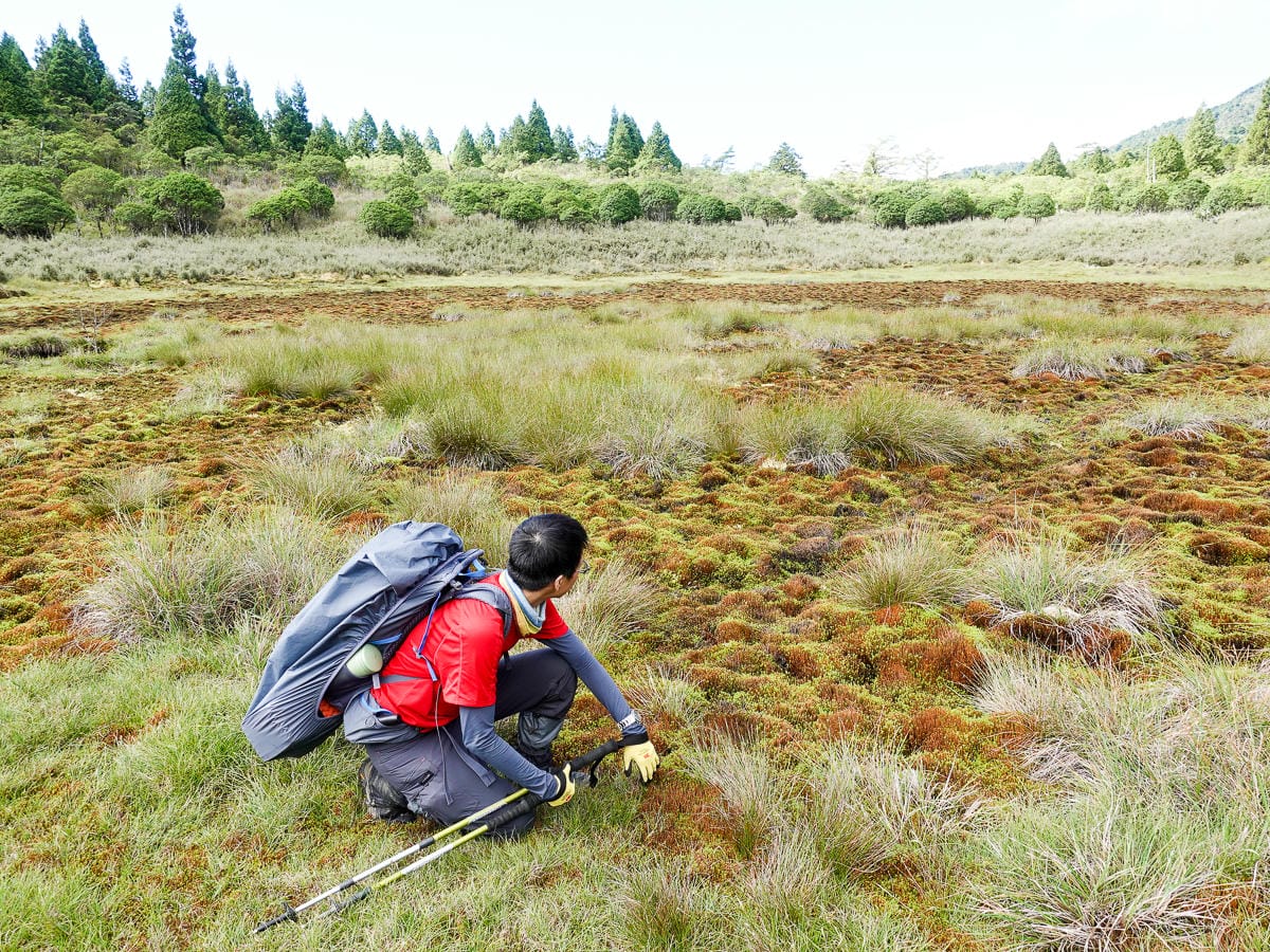 宜蘭加羅湖 加太縱走兩日露營太平山 倒木跨到飽會吃鞋的泥沼(下
