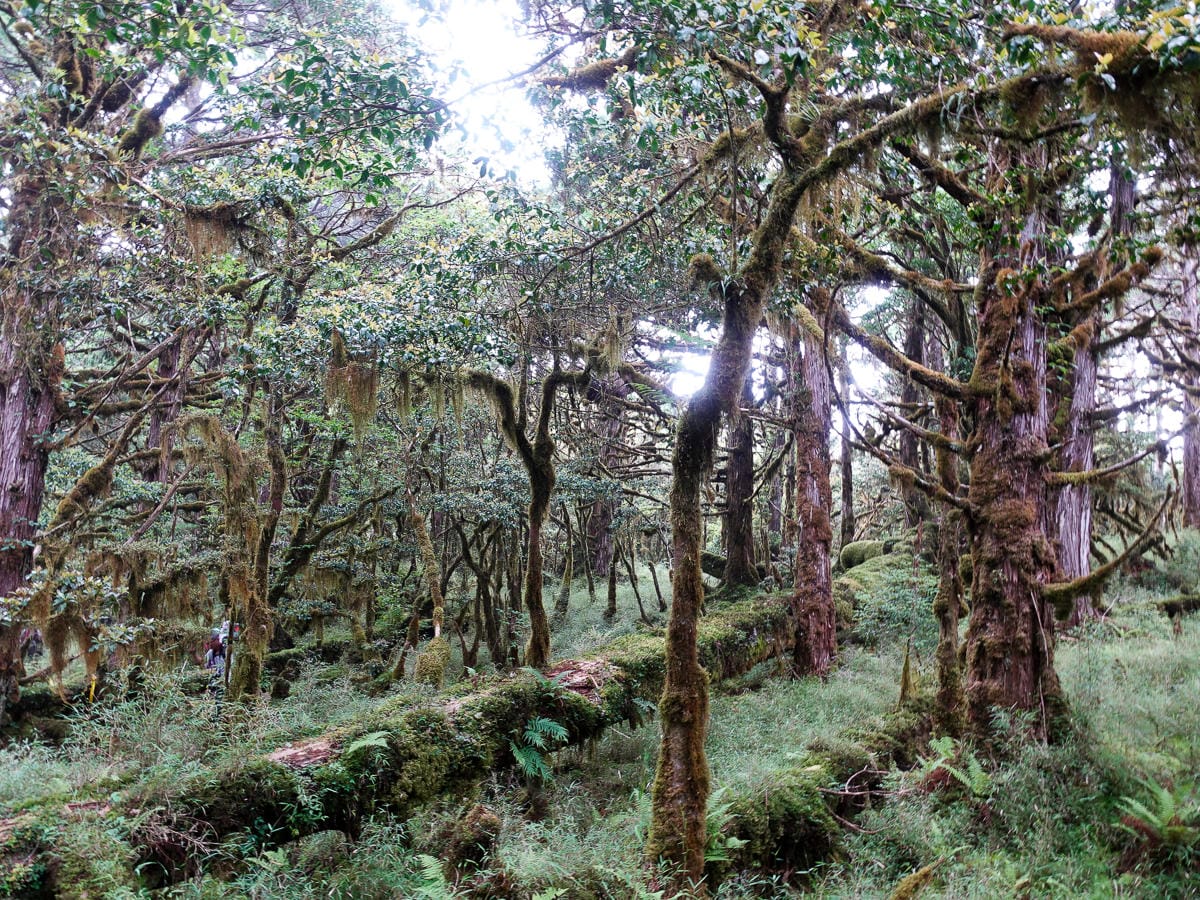 宜蘭加羅湖 加太縱走兩日露營太平山 倒木跨到飽會吃鞋的泥沼(下
