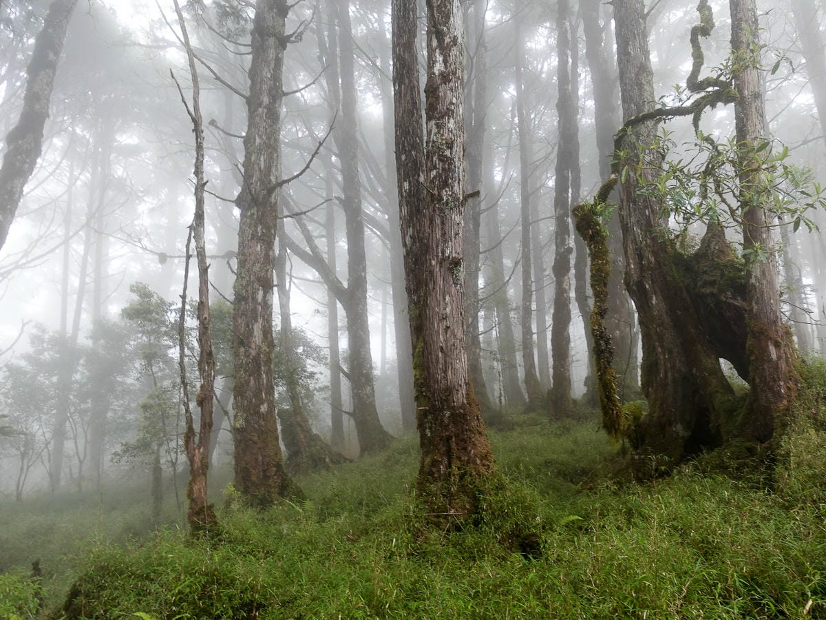 宜蘭加羅湖 加太縱走兩日露營太平山 倒木跨到飽會吃鞋的泥沼(下