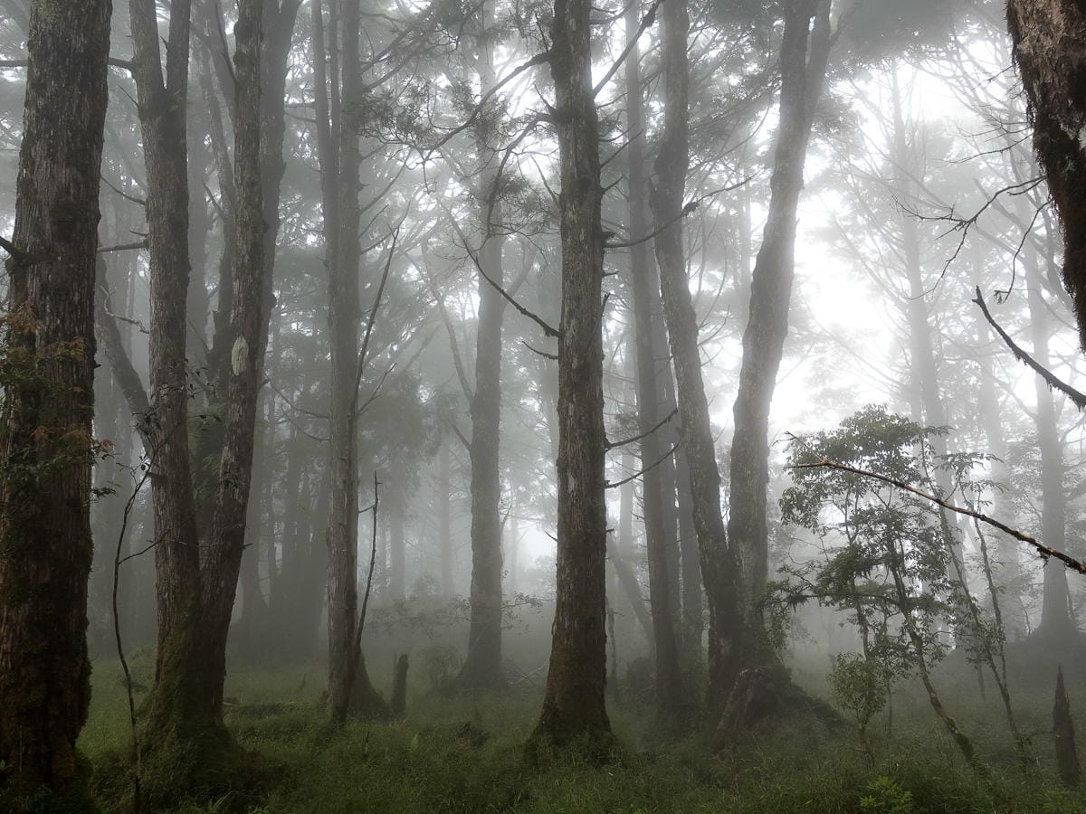 宜蘭加羅湖 加太縱走兩日露營太平山 倒木跨到飽會吃鞋的泥沼(下