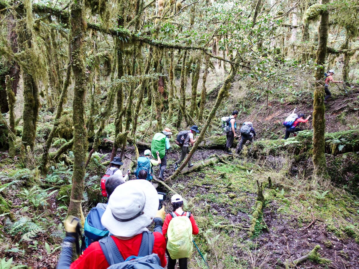 宜蘭加羅湖 加太縱走兩日露營太平山 倒木跨到飽會吃鞋的泥沼(下