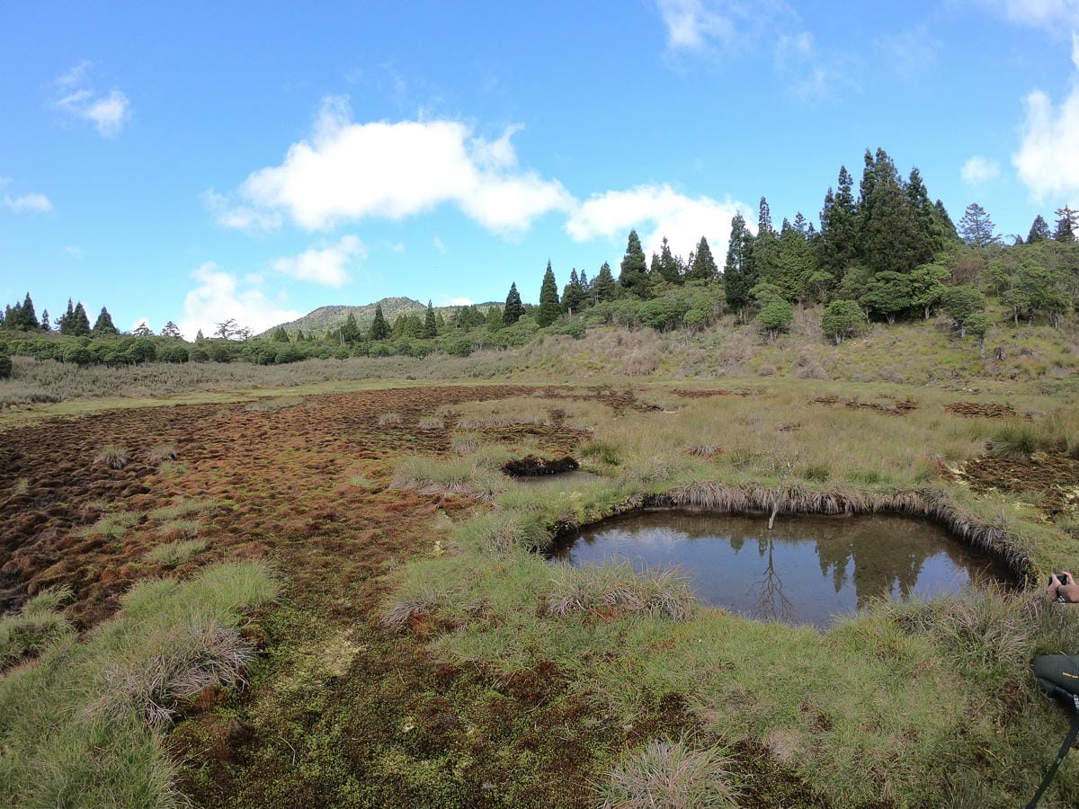 宜蘭加羅湖 加太縱走兩日露營太平山 倒木跨到飽會吃鞋的泥沼(下