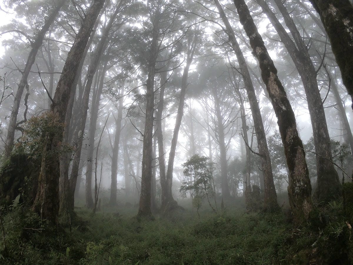 宜蘭加羅湖 加太縱走兩日露營太平山 倒木跨到飽會吃鞋的泥沼(下