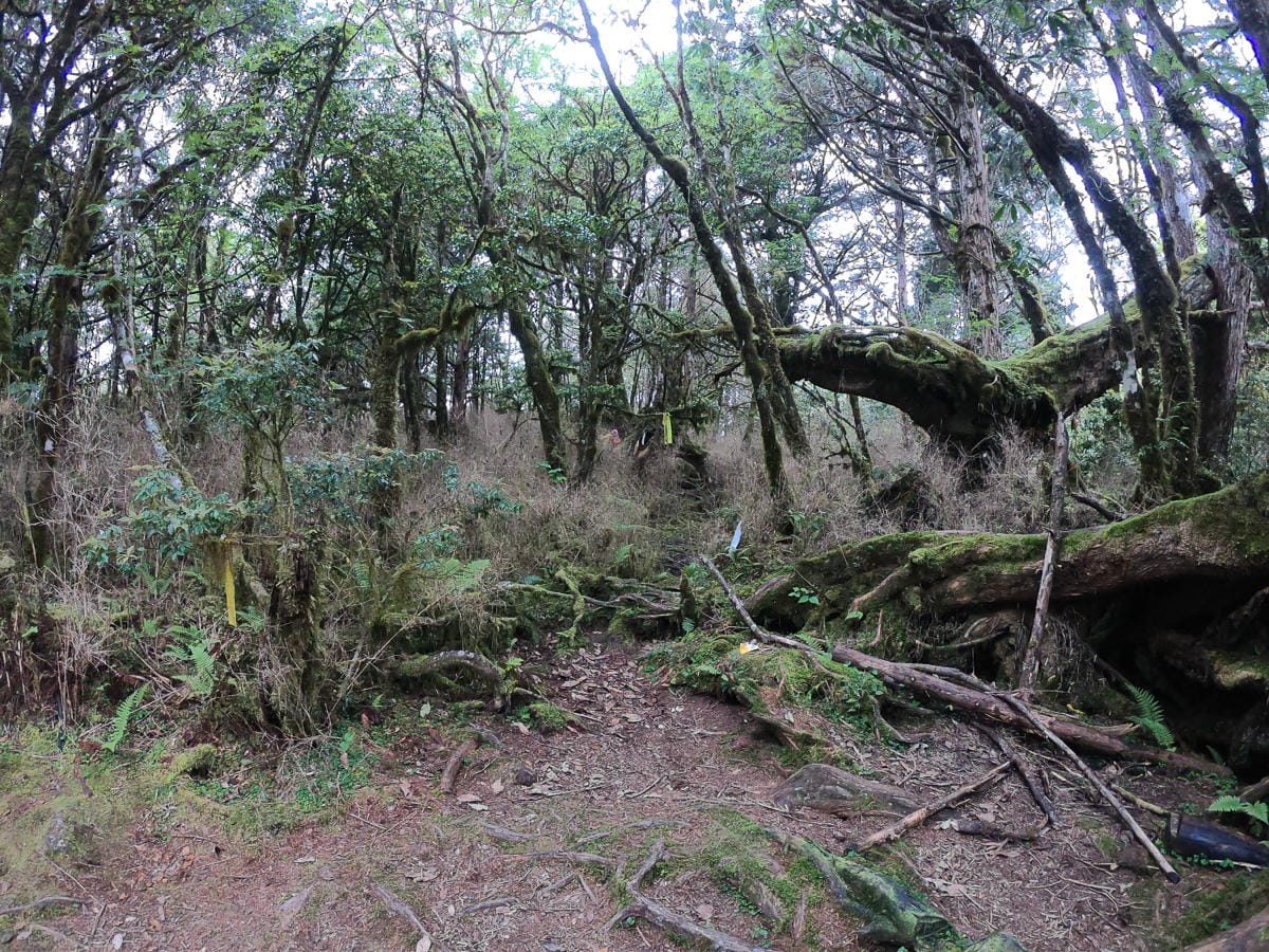 宜蘭加羅湖 加太縱走兩日露營太平山 倒木跨到飽會吃鞋的泥沼(下