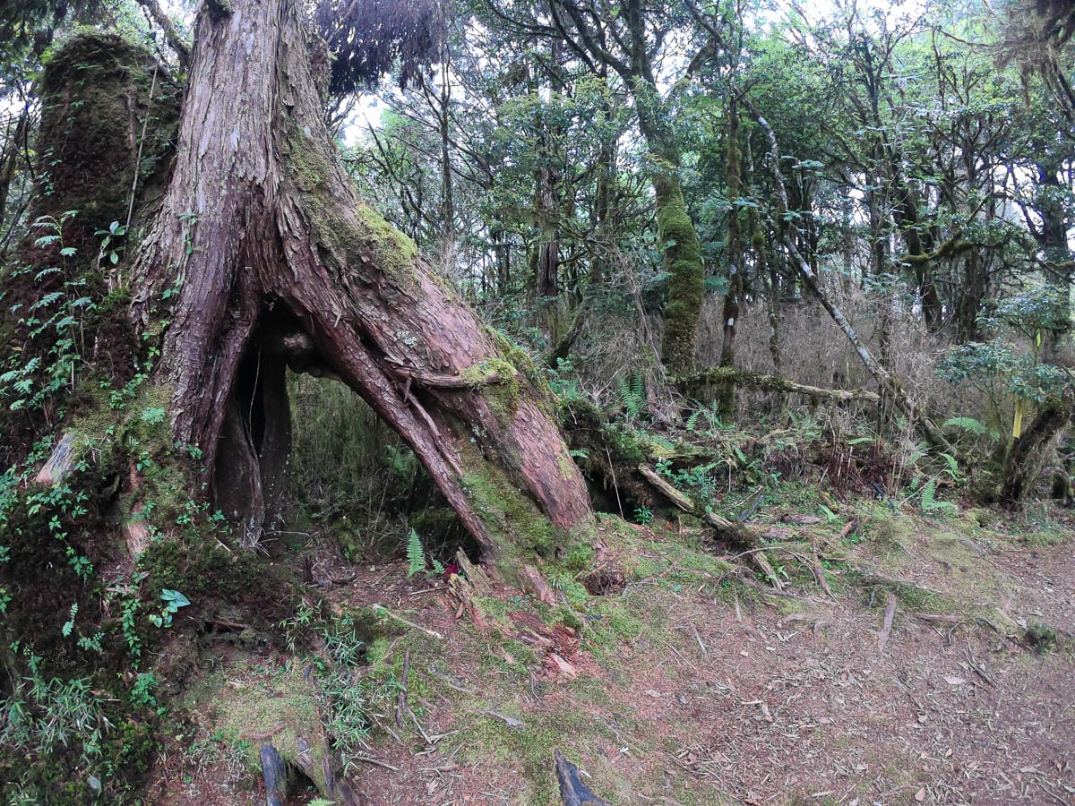 宜蘭加羅湖 加太縱走兩日露營太平山 倒木跨到飽會吃鞋的泥沼(下